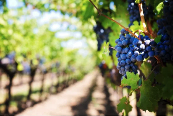 Îngrijirea viței de vie: de la plantare până la recoltarea strugurilor